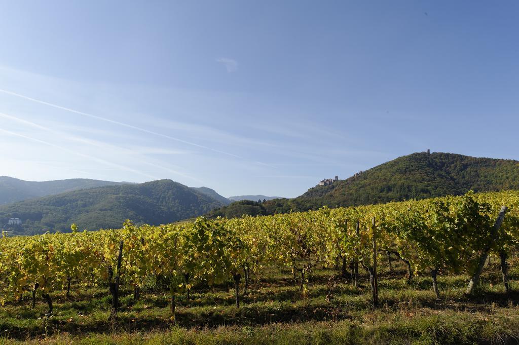 Le Clos Saint-Vincent Ribeauvillé Exterior foto